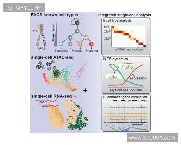 上海羽毛球队技术分析与战术创新的深度探讨与展望 上海羽毛球队技术分析与战术创新的深度探讨与展望
